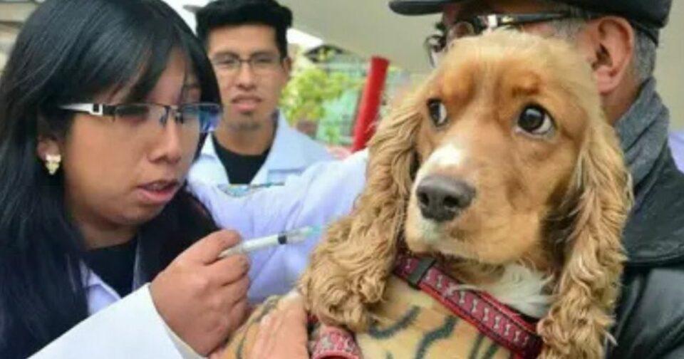 Vacunación masiva contra la rabia canina en Sucre