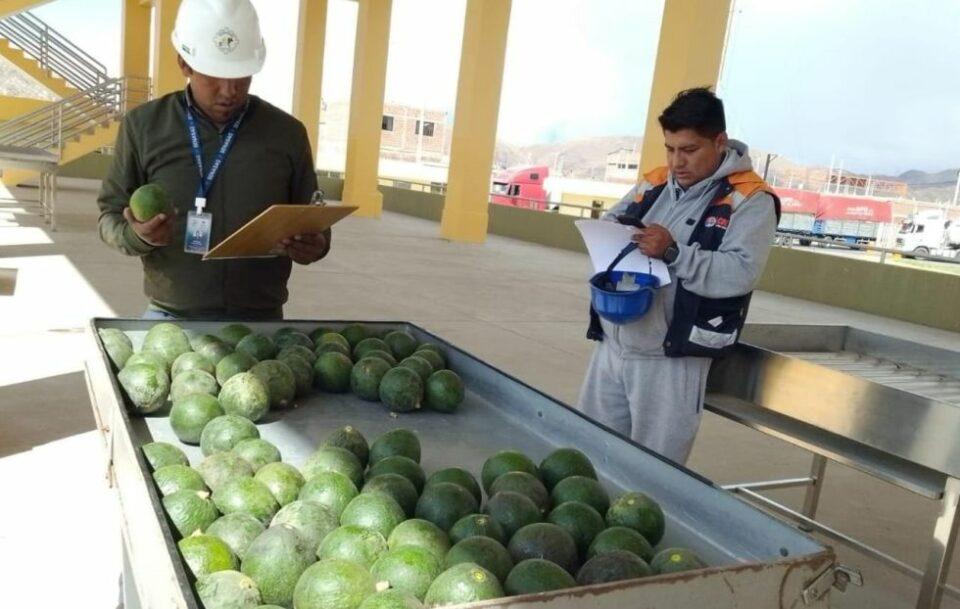 Senasag afirma que no hay paltas contaminadas con cadmio, pero advierte más controles