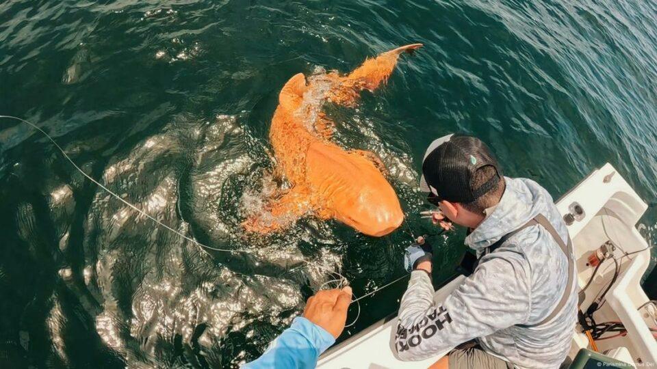 Descubren el primer tiburón nodriza naranja del mundo