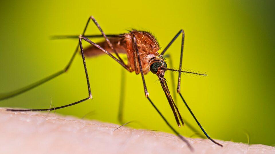 Fábricas de mosquitos: nueva estrategia contra el dengue