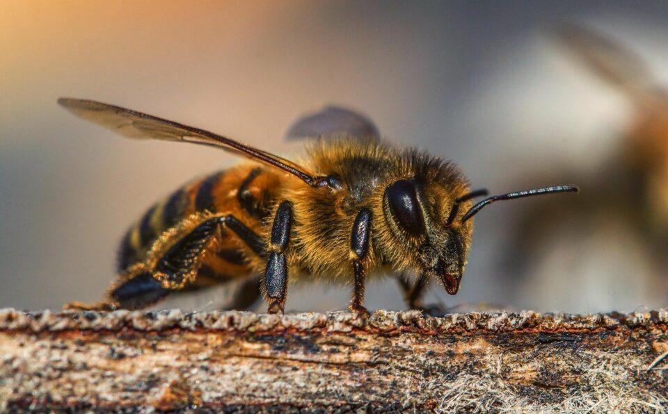 Innovación de Oxford busca evitar la extinción de las abejas