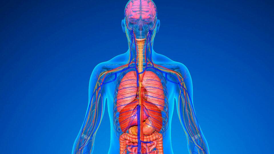 ¿Tu cuerpo da señales? Aprende a reconocer deficiencias nutricionales