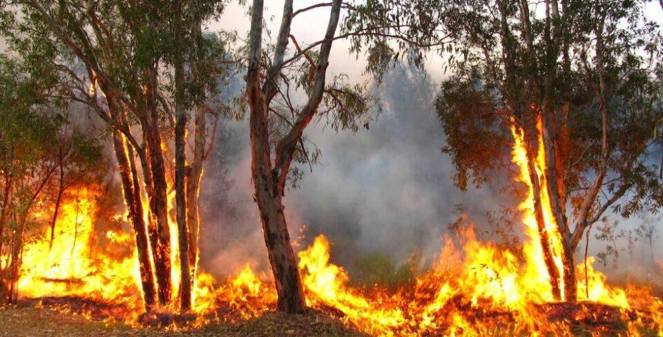 Tribunal Agroambiental pide a las autoridades nacionales brindar informes sobre incendios