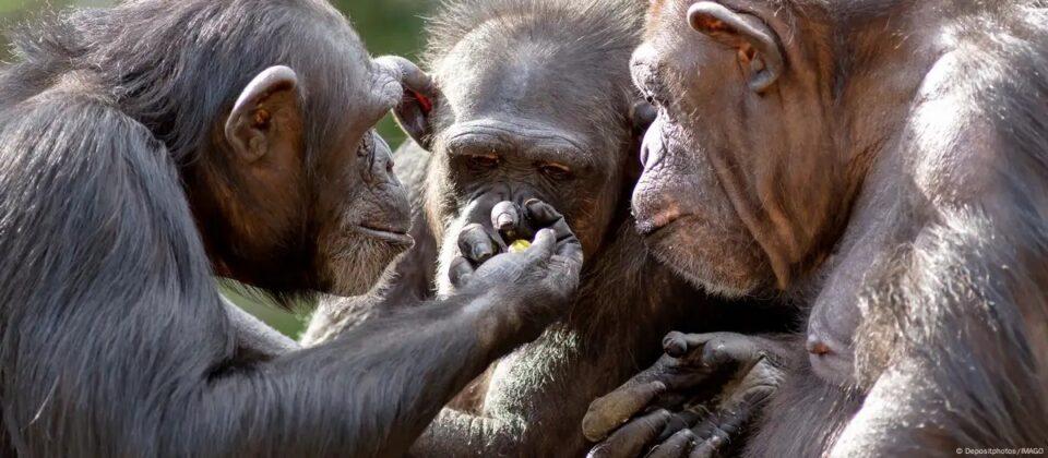 Los chimpancés beben el equivalente a una cerveza al día