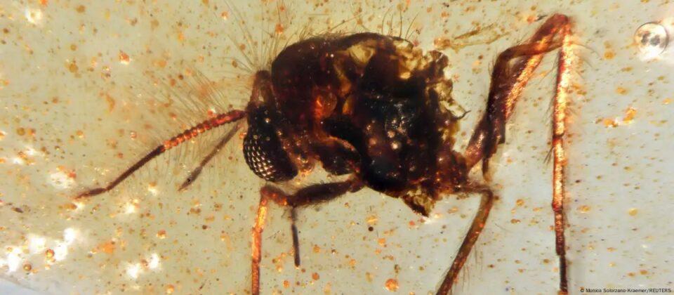 Hallan ámbar con insectos que habitaron con los dinosaurios