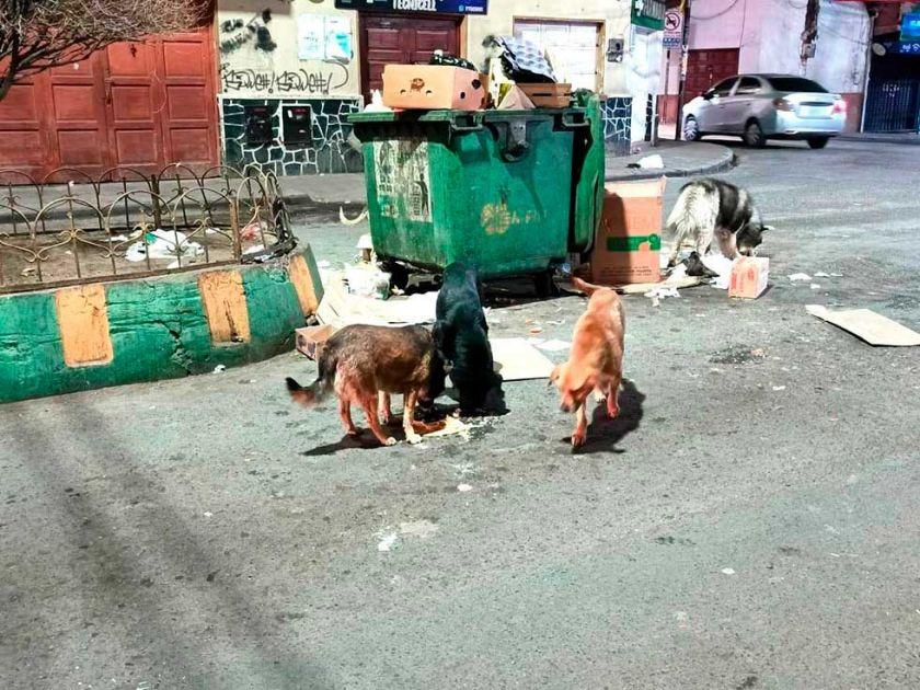Potosí: Zoonosis anuncia esterilización y captura de perros callejeros