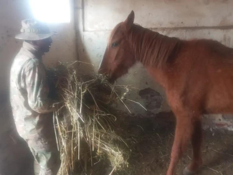 Sin ojos y sin orejas: rescatan a caballos en pésimas condiciones