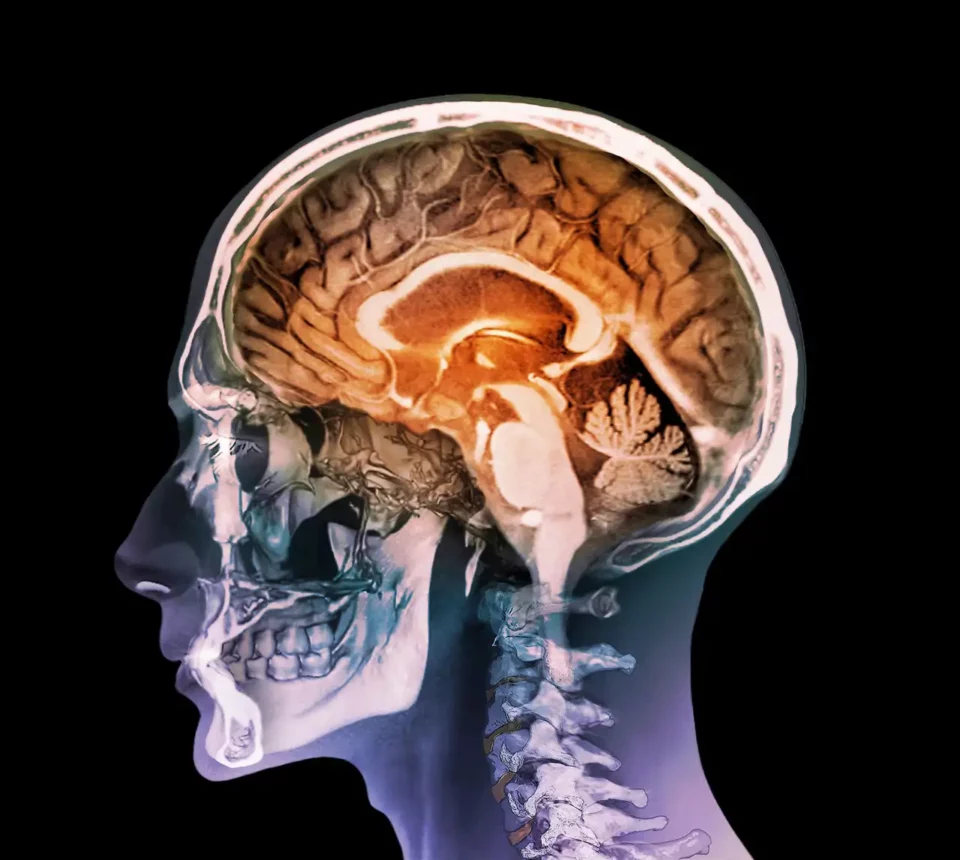 Cerebro protegido: así funciona la barrera que lo resguarda de toxinas y parásitos