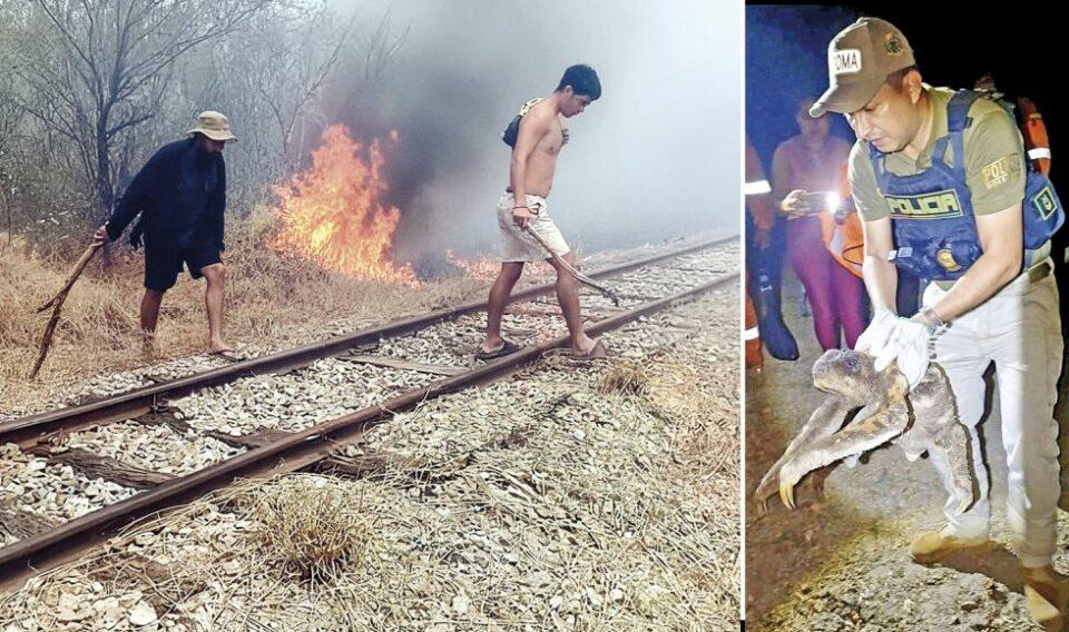 Incendios en Beni provocan la muerte de animales silvestres