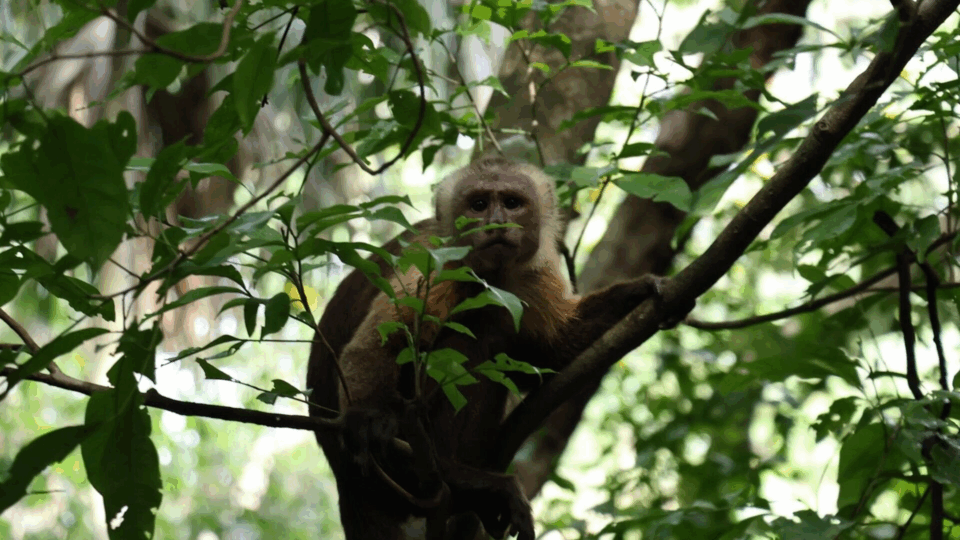 Coroico: descubren monos muertos, infectados con fiebre amarilla