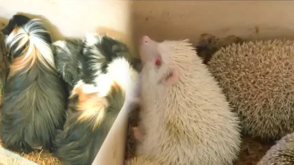 Pofoma allanó una vivienda en Cochabamba y rescataron canes, gatos, conejos y erizos