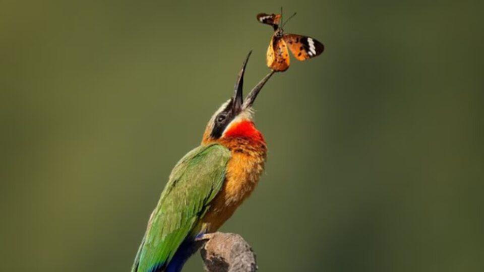 Colores y camuflaje: un estudio global reveló cómo el entorno influye en cuál es la defensa más efectiva de los animales