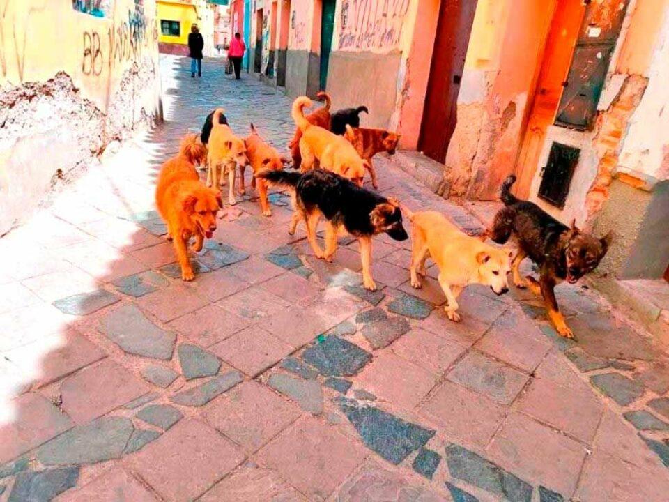 Reportan que 1.547 personas fueron mordidas por perros en Potosí