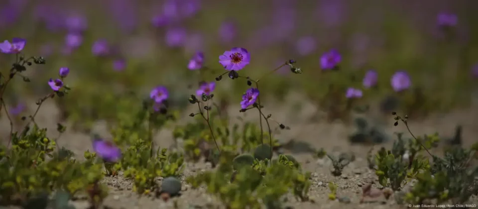 "Pata de Guanaco": la flor que vence la sequía del desierto