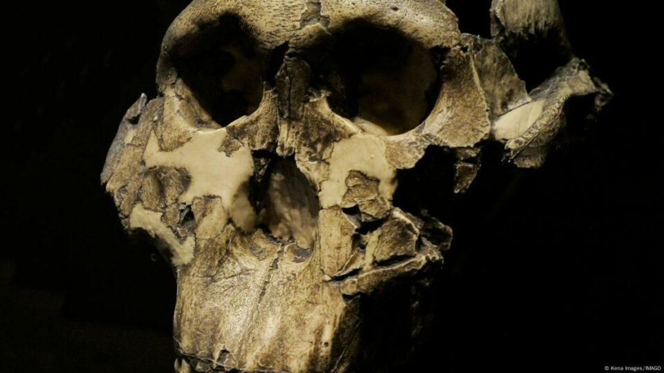 Científicos descubren mano fósil única con fuerza de gorila y precisión humana