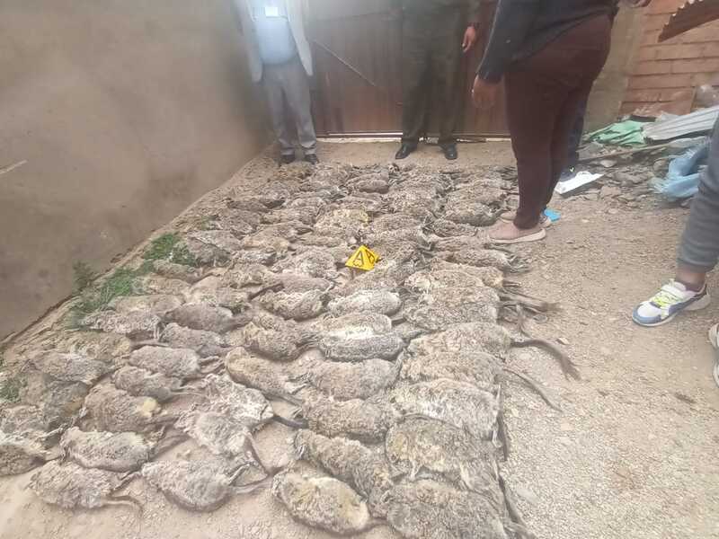 Fiscalía solicita detención preventiva de dos personas por tráfico de 581 vizcachas en Oruro