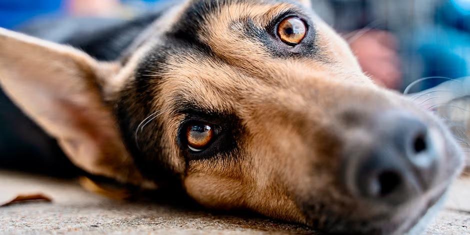 Fundación denuncia presunto envenenamiento de perritos en Obrajes