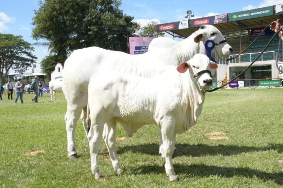 Anualmente, Asocebú registra 27.000 terneros; La Paz también cría cebuinos