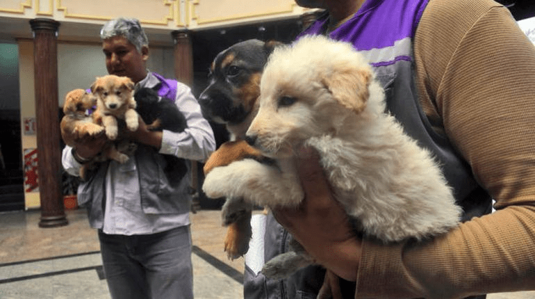 Cochabamba: inician campaña de adopción de cachorros rescatados en un depósito ilegal