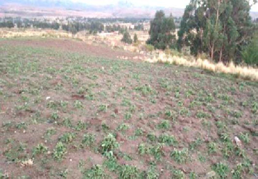 Granizadas provocan pérdida de cultivos agrícolas en Potosí