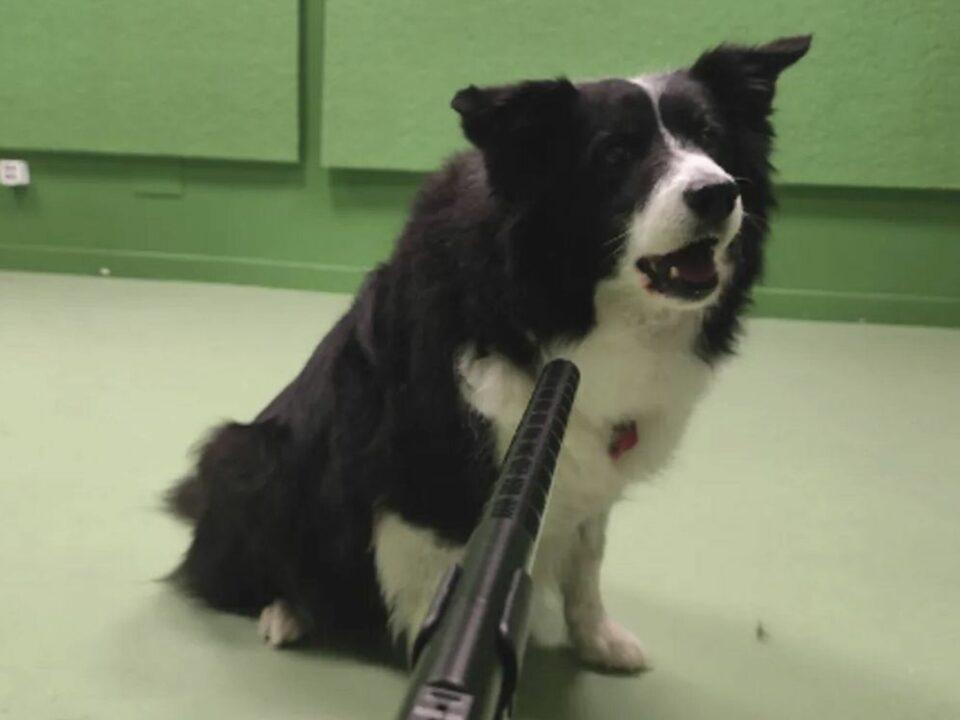 Investigadores aseguran que los perros podrían comunicarse como humanos