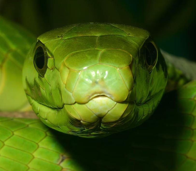 Científicos crean antiveneno universal para 17 serpientes venenosas