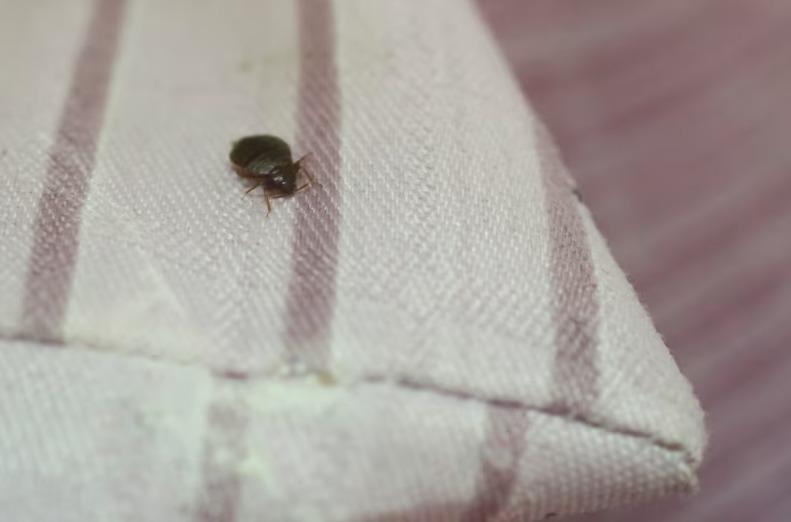 6️⃣ Picaduras alineadas: el misterio de las chinches explicado