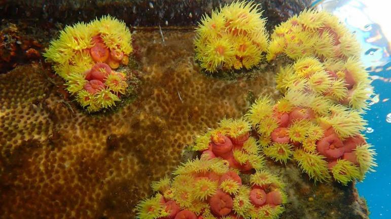 Descubren el secreto de los corales que sobreviven a temperaturas extremas