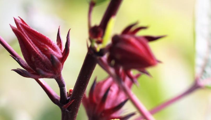 Jamaica: el secreto natural para un pelo sedoso y brillante