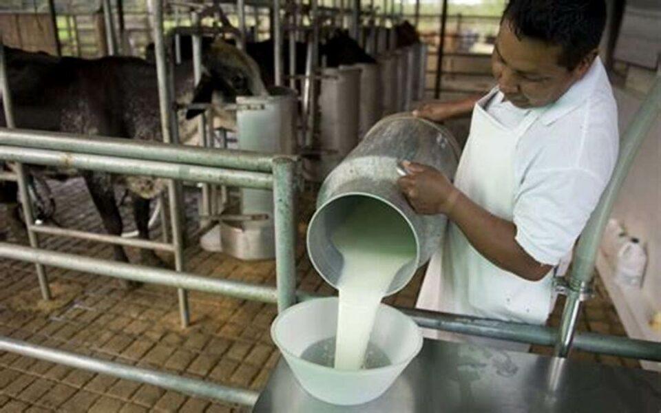 En Bolivia más de 77.000 unidades productivas están dedicadas a la producción de leche