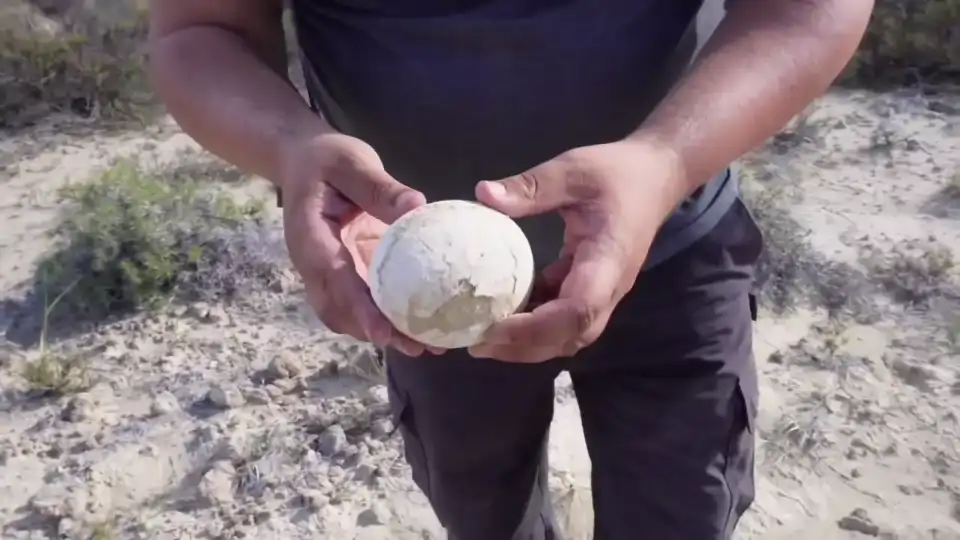 Descubren en Argentina un huevo de dinosaurio en excelente estado de conservación