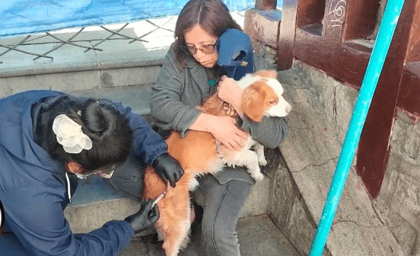 Sedes de Potosí pide vacunar a los perros para frenar brote de rabia
