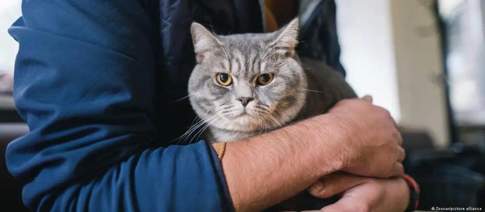 ADN antiguo cambia todo lo que sabíamos sobre los gatos
