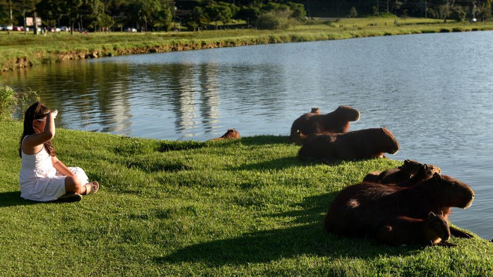 Carpinchos 'ganan' juicio contra vecinos de un barrio lujoso