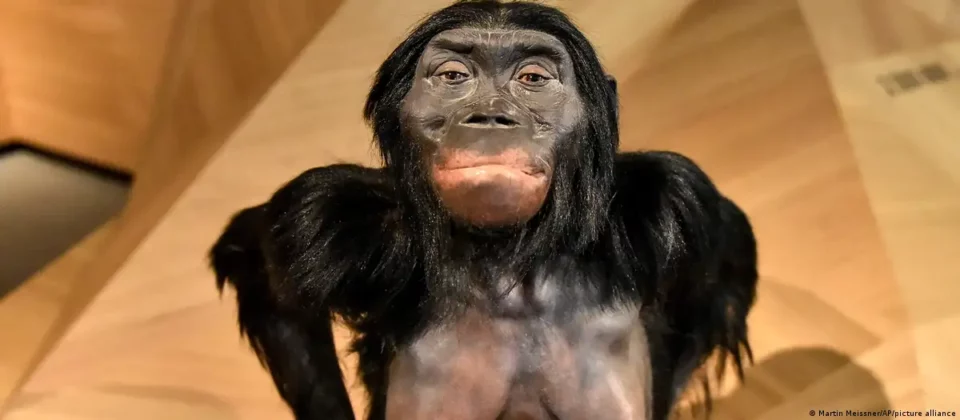 Hallazgos revelan posible convivencia de Lucy con un ancestro humano no catalogado