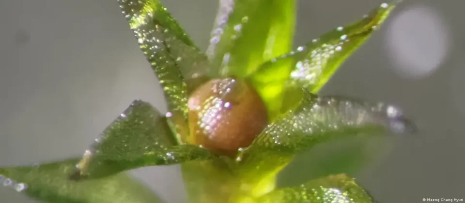 Un musgo resiste nueve meses en condiciones espaciales extremas