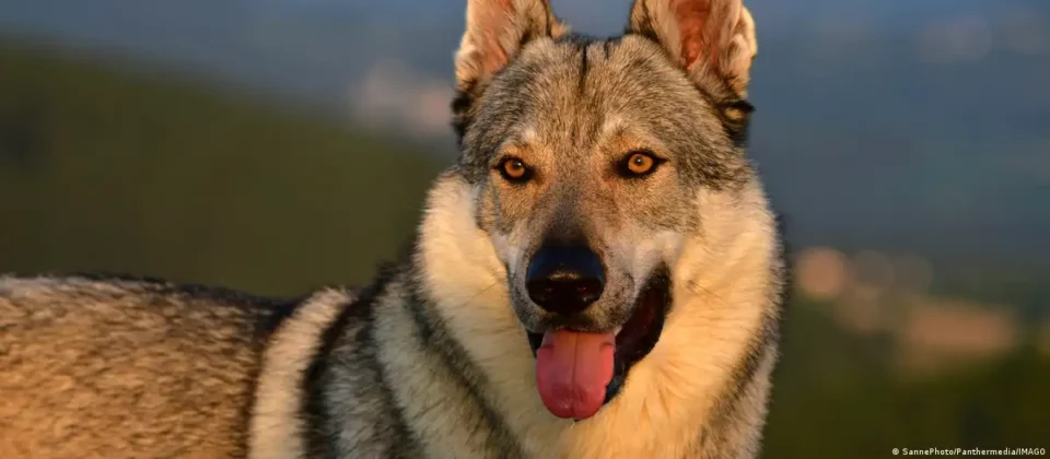 Estudio revela que casi todos los perros tienen rastros de ADN de lobo