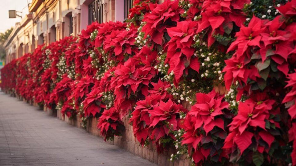 Cuáles son los riesgos de tener una planta de nochebuena en casa