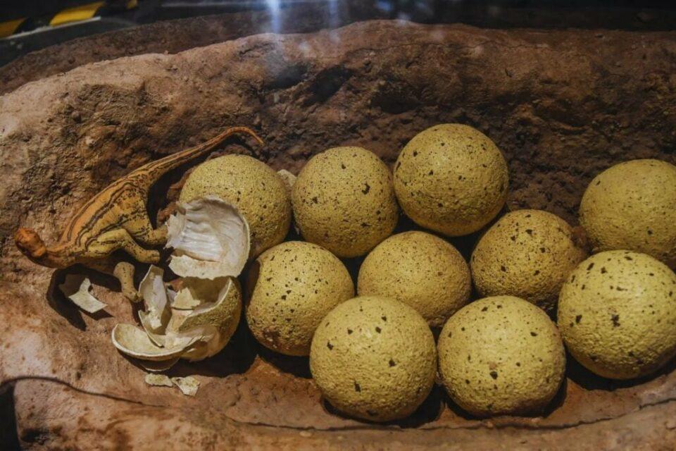 Arqueólogos descubren huevos de dinosaurio de 72 millones de años en Guadalajara en buen estado de conservación