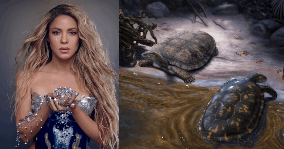 ‘Shakiremys colombiana’: El fósil de una tortuga de hace 13 millones de años es nombrada en honor a Shakira