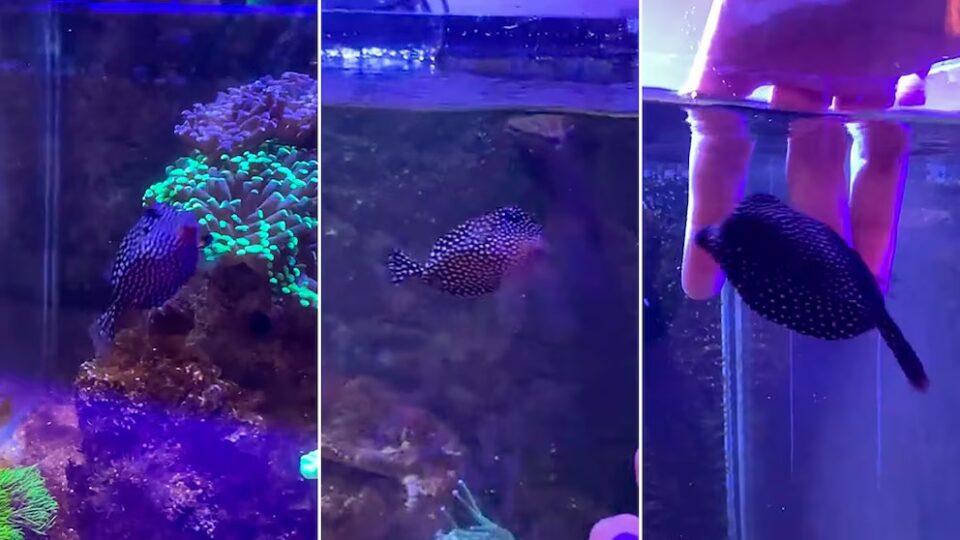 Globi, el pez cofre que conquistó corazones en TikTok con su rutina de caricias y chorritos de agua