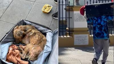 La emocionante historia de Ramón, un cachorro rescatado dentro de una valija que conmueve a las redes sociales