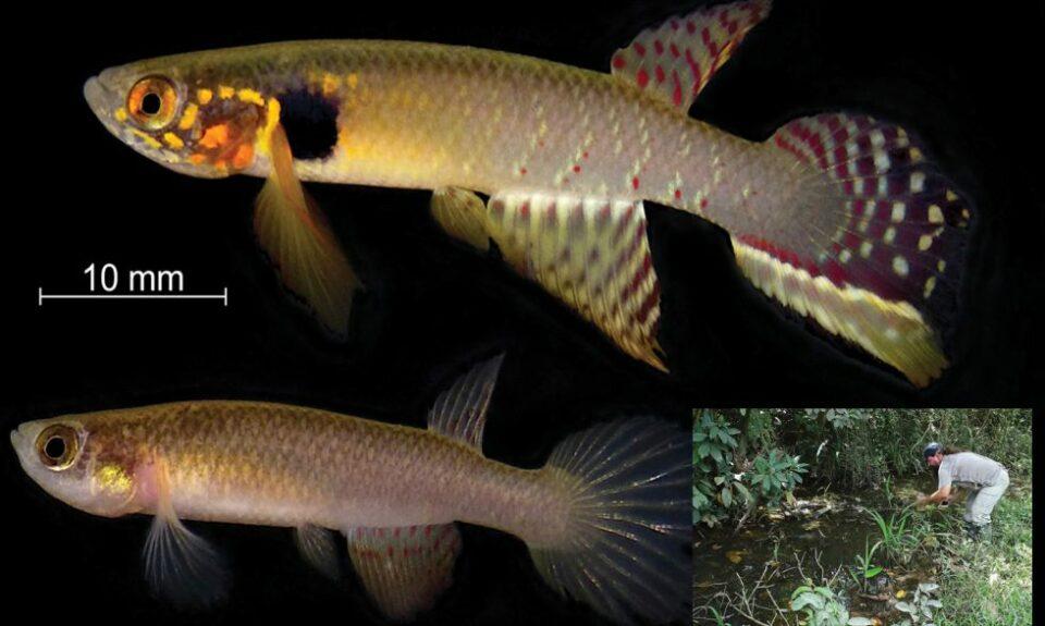 Redescubren a Moema claudiae, pez boliviano en lista roja de extinción