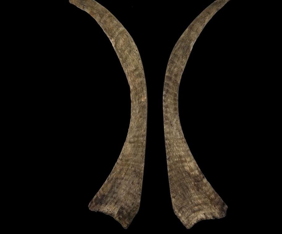 Hallan el cuerno de rinoceronte lanudo: es más largo del mundo y revelan secretos de la Edad de Hielo