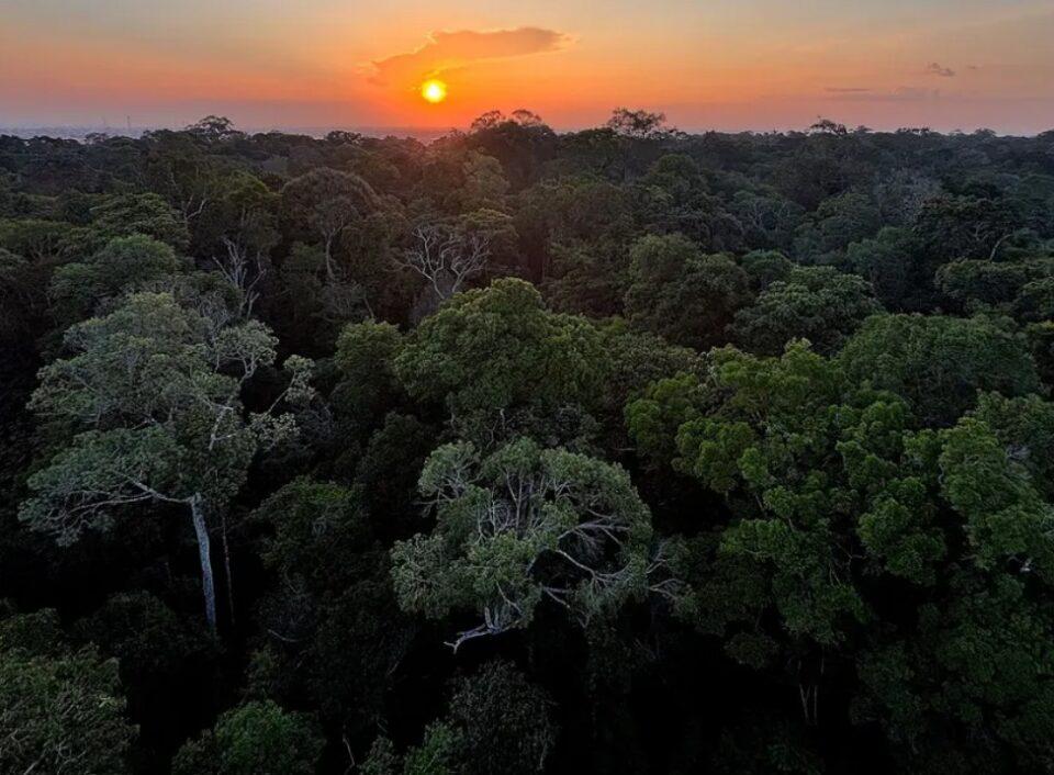 La Amazonia y el mito del “pulmón del planeta”: qué dice la ciencia