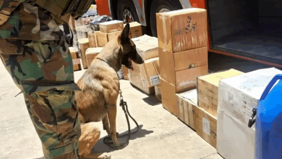 Cochabamba: Hallan marihuana camuflada con pasankalla en tres cajas