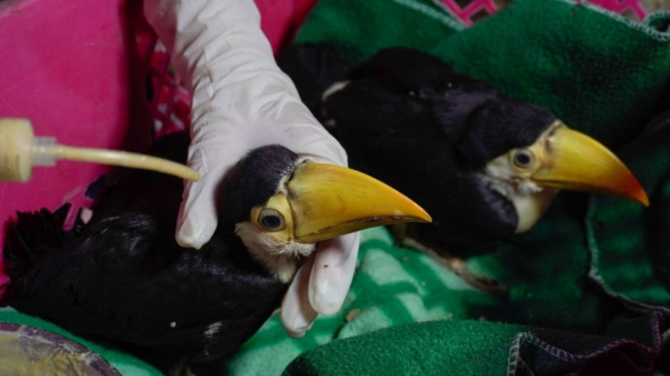 Pofoma rescata a 107 aves silvestres del comercio ilegal