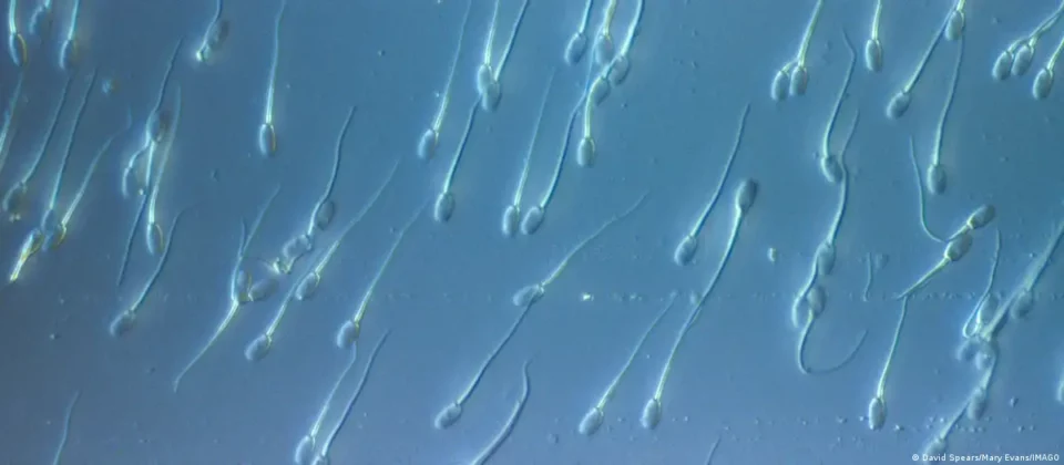 Descubren que un donante portador de mutación cancerosa engendró a casi 200 niños