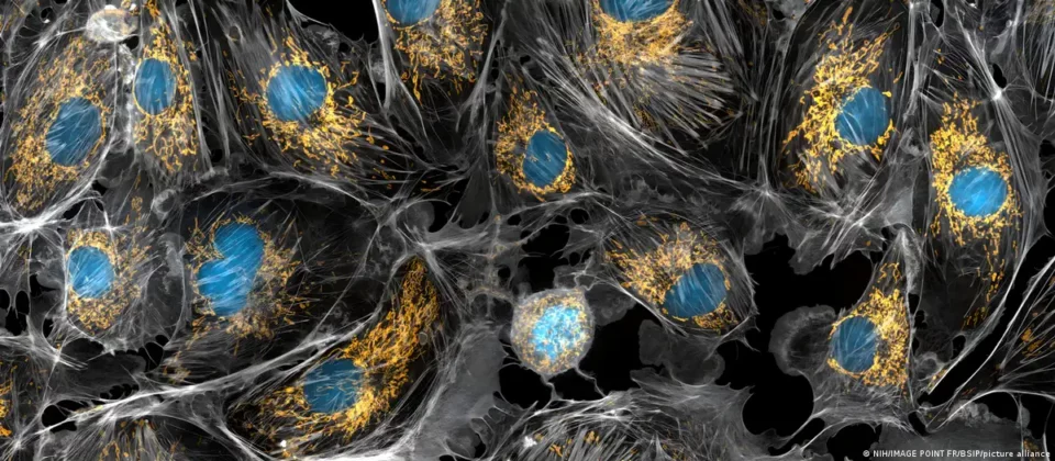 La ciencia revela un método para “recargar” células envejecidas