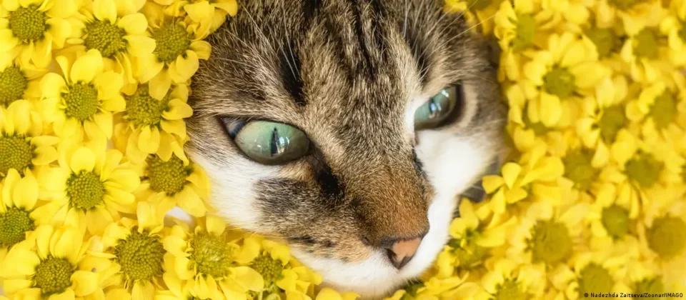 Estudio revela que los gatos maúllan más a los hombres y explica por qué